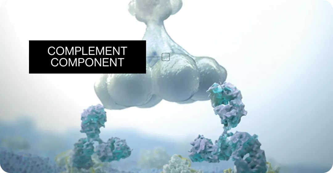 Complement Component